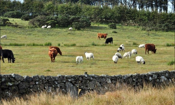 Cows and sheep grazing together